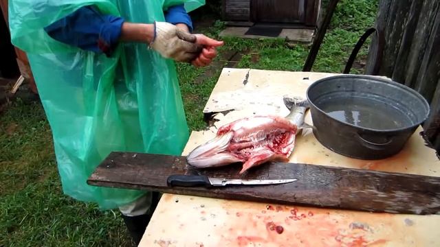 Чистка судака 2011г. смотреть онлайн