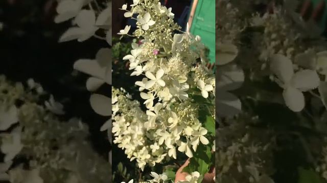 Magical Flame смотреть онлайн