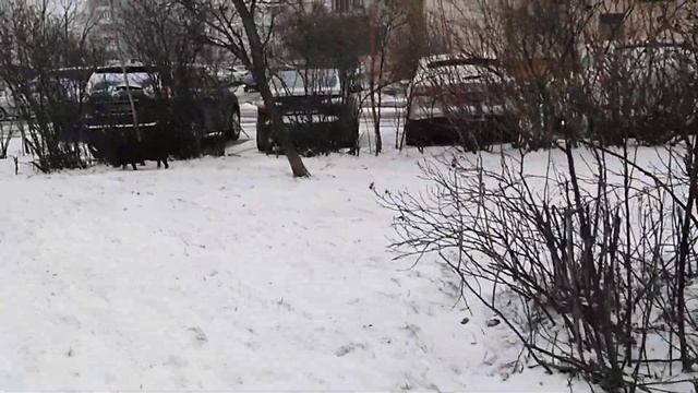 выпал снег, упал мороз) смотреть онлайн