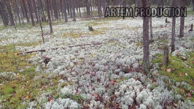 КАК ПОДМАНИТЬ РЯБЧИКА??? смотреть онлайн