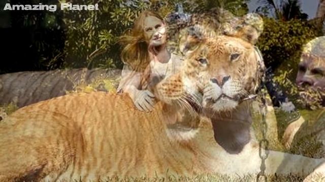 Liger the biggest cat animal. смотреть онлайн