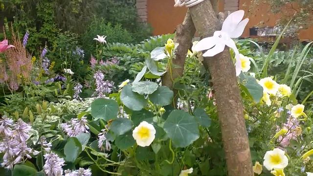 Прогулка по теневой части сада... Июль 2020 смотреть онлайн