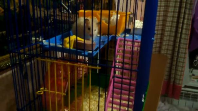 Как приручить хомячка к рукам смотреть онлайн