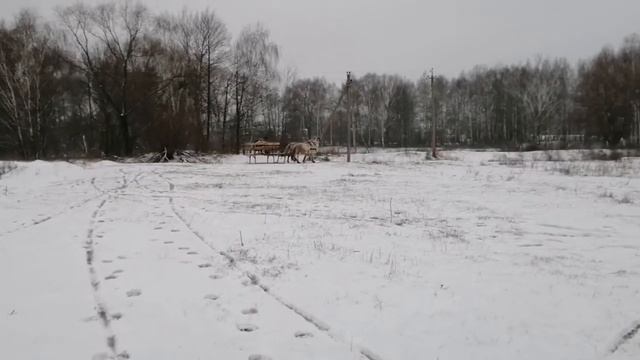 Испытание параконных саней сделаны своими руками.Конная база Полуботки. Элинор и Белла смотреть онлайн