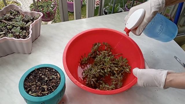 Aeonium Sedifolium/Sukulentlerde bitlenme tedavisi /kesin ve tek çözüm ? смотреть онлайн