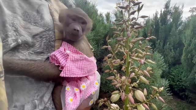 Люська ПО БОГАТОМУ в красивом платье лакомится плодами боярышника))) смотреть онлайн