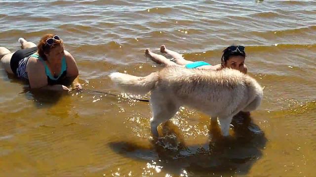 Тюлени на Ильмене смотреть онлайн