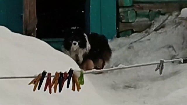 Куда пропала Найда?!?! У кошек штаб-квартира! На улице зима! смотреть онлайн