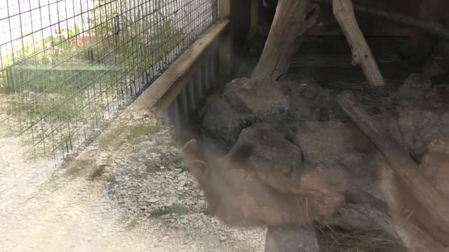 Вот это да - Соболь ест варёную картошку и клубнику) Wow -sable eats fresh potatoes and strawberrie смотреть онлайн
