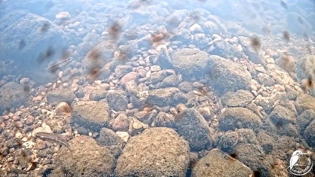 Raķupes Zemūdens Kamera (Подводная камера в Ракупе) 26.05.19 13:32-13:52