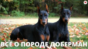 ВСЁ О ПОРОДЕ ДОБЕРМАН