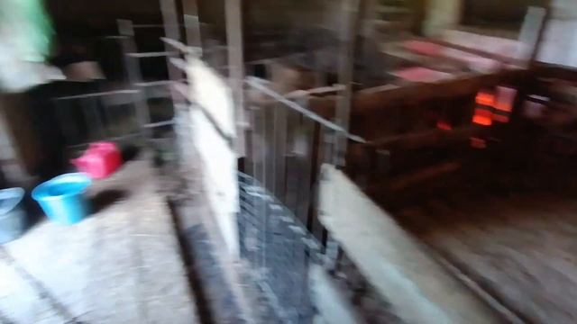 Решила опять начать снимать видео. что происходит в нашем хозяйстве 31.05.23 смотреть онлайн