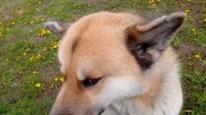 бездомные псы умирают спокойно... (даже не знаю с какого раза без слез смогла прочитать)