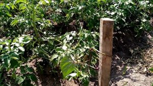 Как быстро и просто подвязать вьющуюся фасоль/вьющиеся растения/лианы