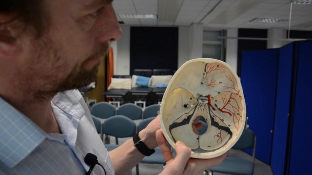 Skull foramina смотреть онлайн