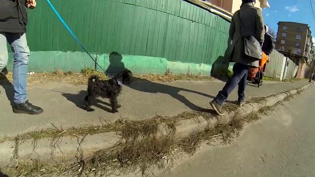 272. Первая прогулка с щенком. Как выгуливать щенка, как впервые выйти на улицу смотреть онлайн