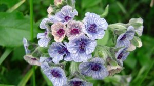 Циноглоссум, или Чернокорень лекарственный.