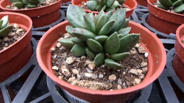 Adromischus hemisphaericus 多肉植物圖鑑 松蟲 смотреть онлайн