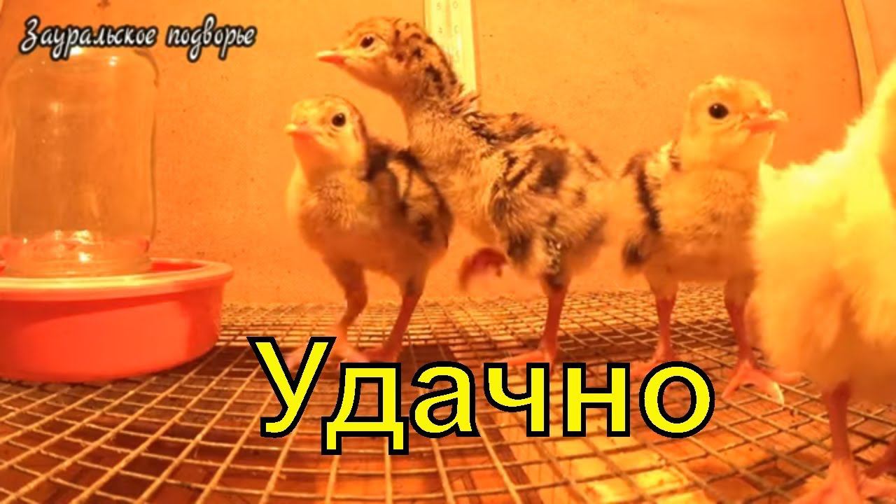 Суточные индюшата Необычная инкубация индюков Деревенская жизнь