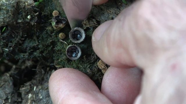 Cyathus stercoreus - Seta nido - Bird's nest fungi 4k смотреть онлайн