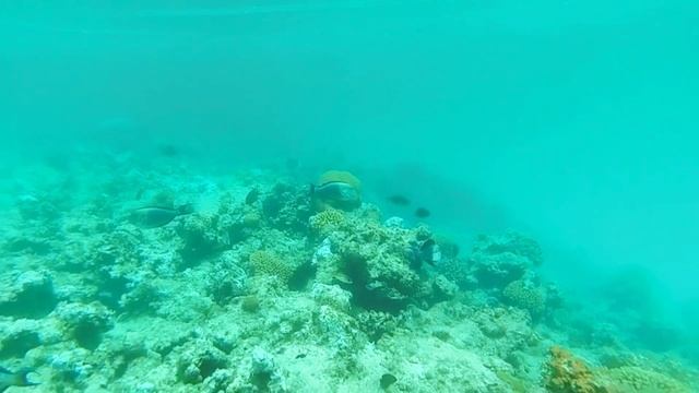 Хирурги и мурены в Красном море на кораллах в районе Эль Хиляль.