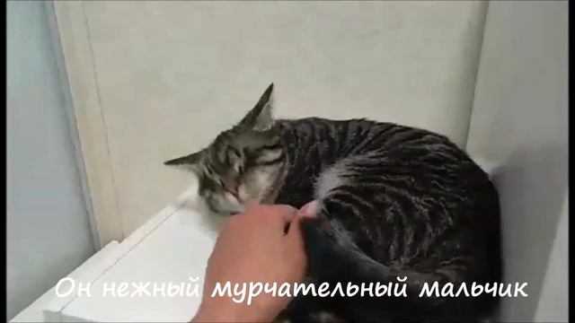 КАК БАЗИЛИО МАРСИКА ПРИСТРАИВАЕТ смотреть онлайн