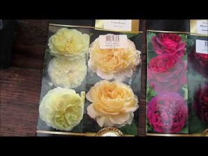 Розы из Поиска. Пересорт. Решение вопроса. Двойные названия.