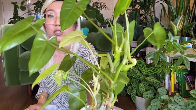showing you my special variegated Philodendron 'Burle Marx' :) how variegation affects plant growth смотреть онлайн