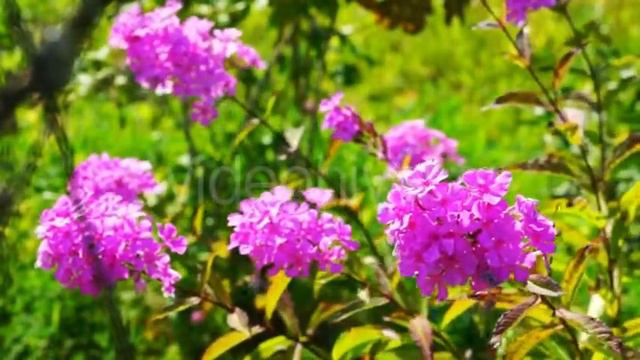 Pink Phlox Flowers Bush With Green Grass at Background смотреть онлайн
