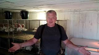 Перепел белый гигант, до какого срока набирает вес смотреть онлайн