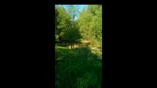 #природа Подмосковья. педагог ЦДТ город Фрязино Клевцова Н.В. смотреть онлайн