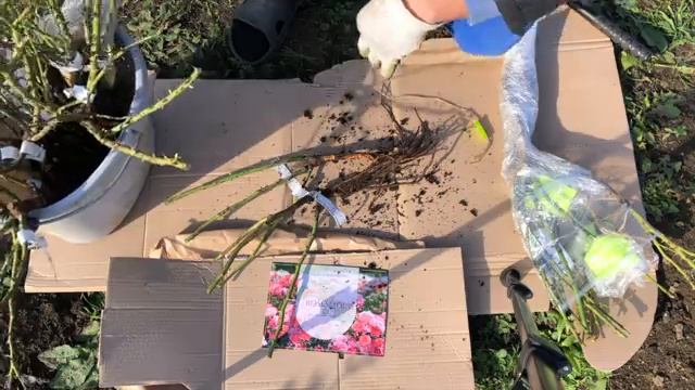 Розы из питомника ROSESMOL. Распаковка посылки. Обзор саженцев роз. Сорта роз. Осеннее цветение роз смотреть онлайн