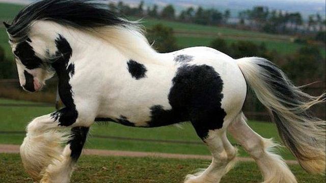 ?Породы лошадей! Тинкер! (Цыганскияй коб) смотреть онлайн