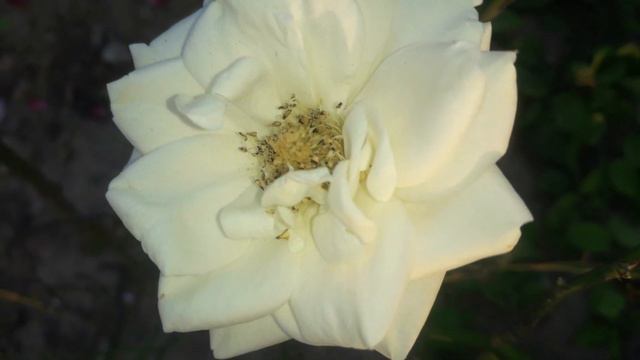 Best Beautiful White Rose Flower Without Watermark смотреть онлайн