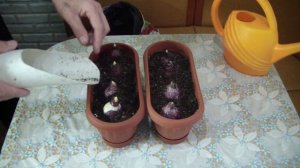 ВЫГОНКА ГИАЦИНТОВ К 8 МАРТА   Укоренение луковиц за неделю.