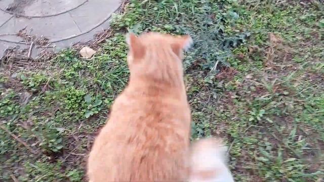 я пошёл в путешествие с котами часть 2 смотреть онлайн