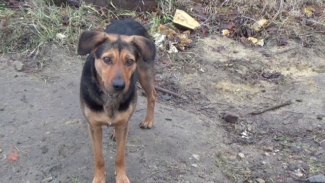 Необычное стихотворение Ивана Тургенева "Собака". смотреть онлайн