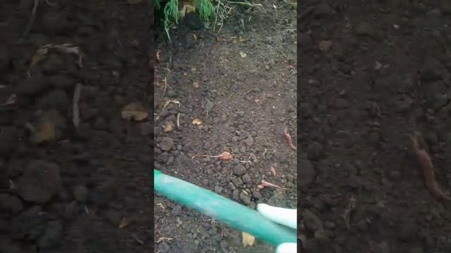 Посадка турецкой гвоздики под зиму. смотреть онлайн