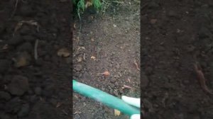 Посадка турецкой гвоздики под зиму.