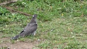 экскаватор ЭО 2621 (ЮМЗ 6)\/настройка и испытание пускача