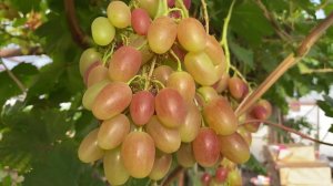 Созрел виноград  сорт Анжелика - 22.05.2023г.