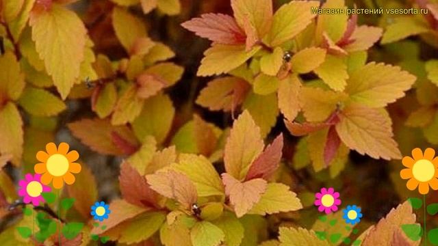Спирея японская литтл флейм. Краткий обзор, описание характеристик Spiraea Japonica Little Flame