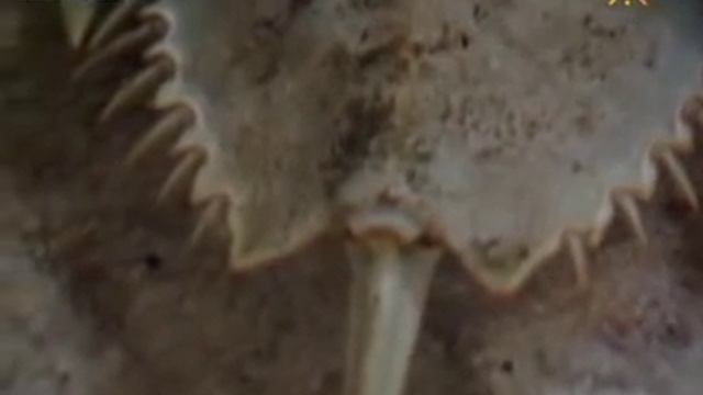 Краб мечехвост смотреть онлайн