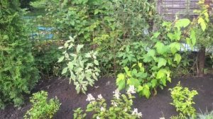 ГОРТЕНЗИЯ БЕБИ ЛЕЙС. Посадка. Переделка цветника