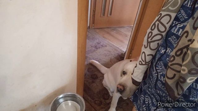 Прогулка с Плюшкой , готовим Обед , семена с перца, перец 🌶 на зиму убрала , поболтушки .Я оживаю. смотреть онлайн