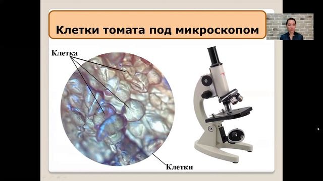 Строение клетки  5 кл