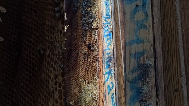 Огромный Шмель VS Пчелы