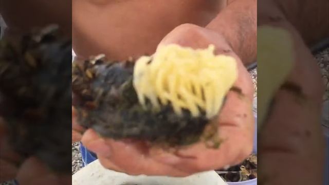 Как чистить рапаны. Рыбалка в чёрном море смотреть онлайн