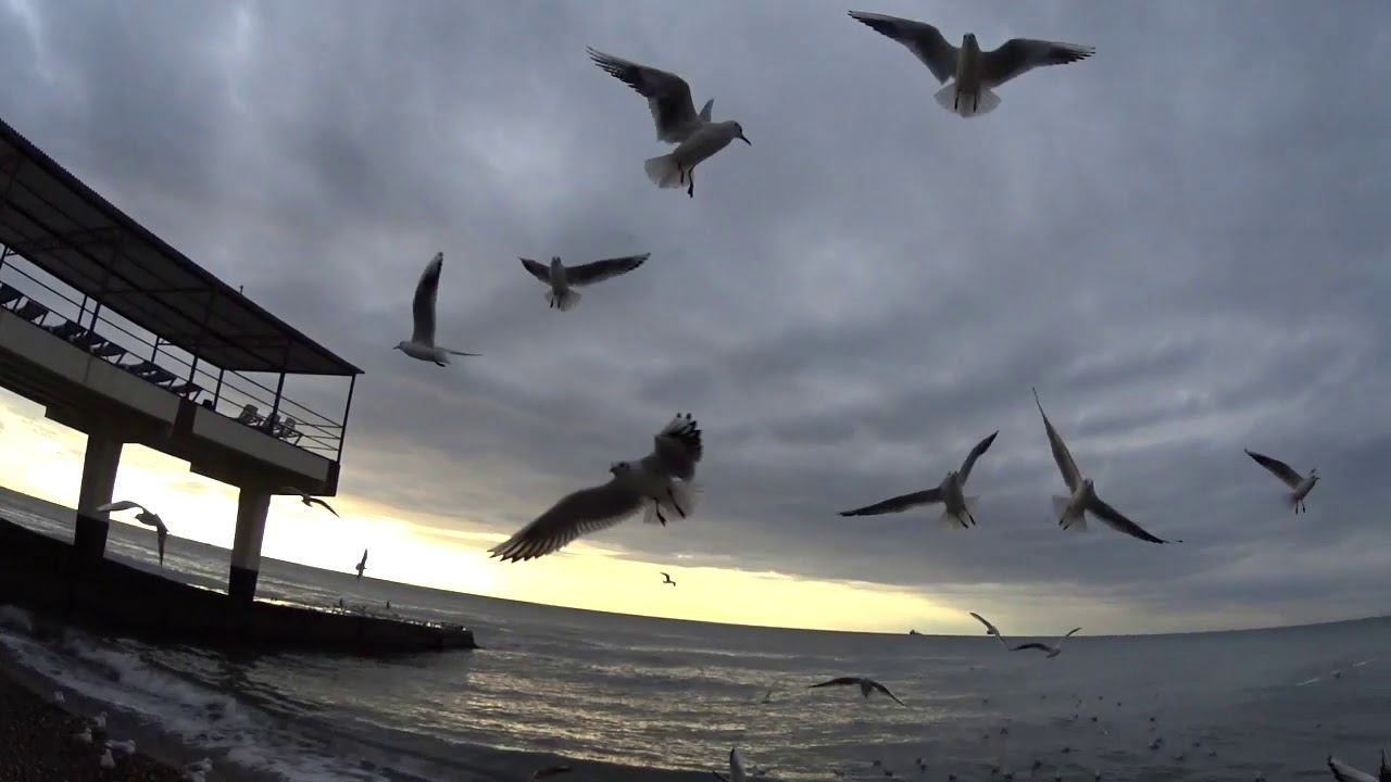 Чайки в Адлере, Сочи в Январе смотреть онлайн