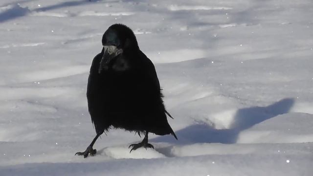 Грач. ( Corvus frugilegus ) смотреть онлайн